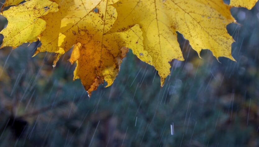 Новини України - Дощі та тумани: прогноз погоди на початок тижня