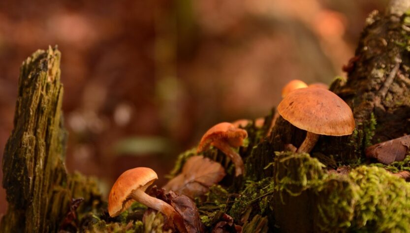 Новини культури - Гороскоп для всіх знаків зодіаку на 10 жовтня 2025 року