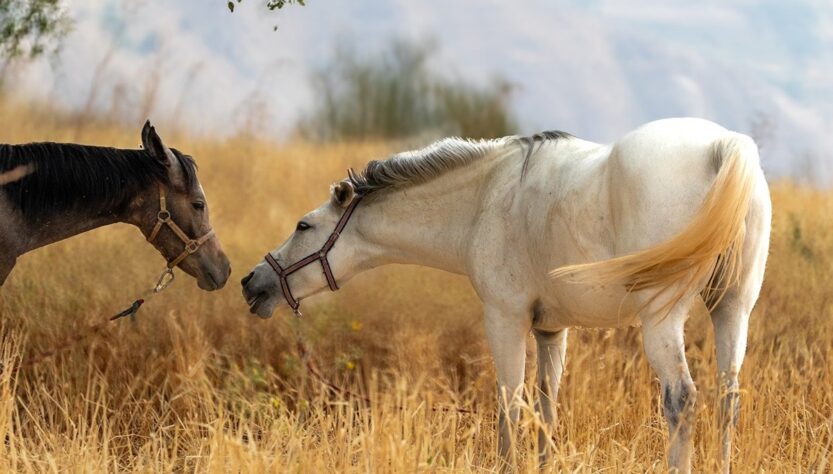 Новини культури - Гороскоп для всіх знаків зодіаку на 21 жовтня 2025 року