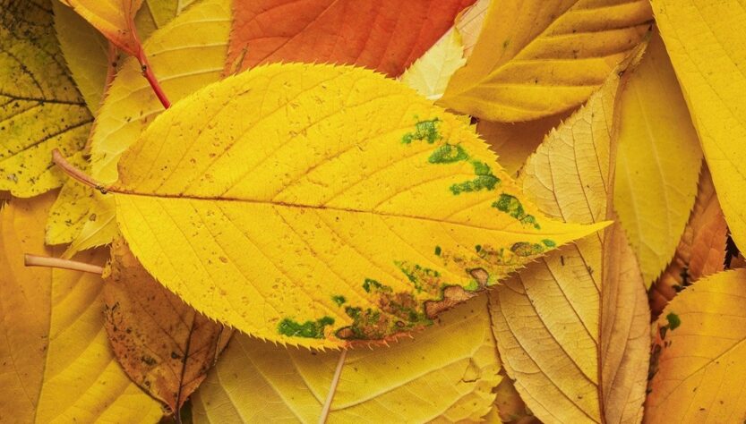 Новини культури - Гороскоп для всіх знаків зодіаку на 7 жовтня 2025 року