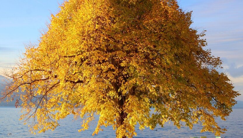 Новини культури - Гороскоп для всіх знаків зодіаку на 9 жовтня 2025 року