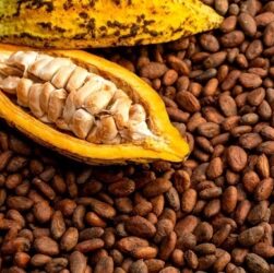 Новини світу - Какао-боби дешевшають на тлі очікувань високого врожаю в Африці