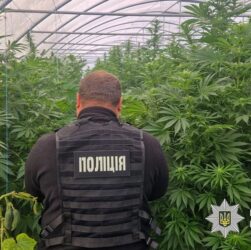 Новини України - На Дніпропетровщині викрили наркоаграріїв