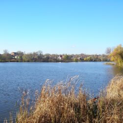 Новини України - На Гайсинщині зафіксували масовий мор риби