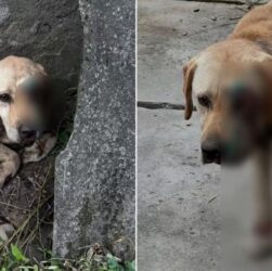 Новини України - На Закарпатті чоловік тягнув собаку, прив'язавши її до мототрактора
