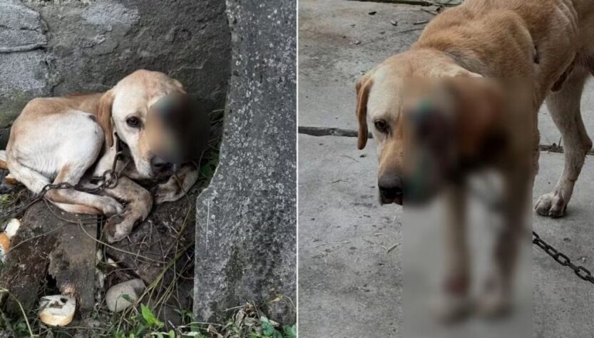 Новини України - На Закарпатті чоловік тягнув собаку, прив'язавши її до мототрактора
