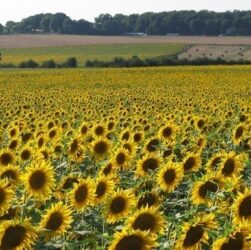 Новини бізнесу - Переробка соняшнику в Україні знизилась до трирічного мінімуму