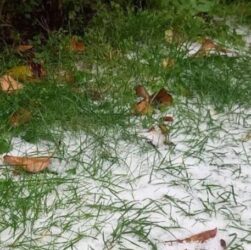 Новини Києва - Під Києвом випав перший сніг - соцмережі