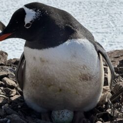 Новини світу - Пінгвіни біля станції Вернадський висадили перше яйце сезону