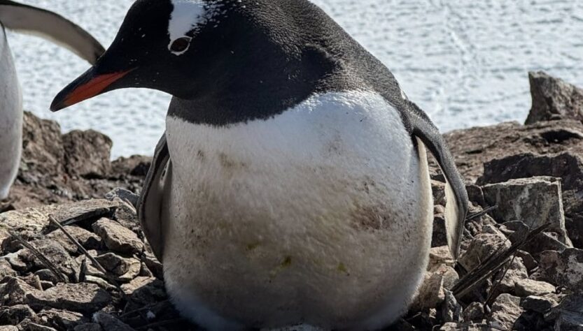 Новини світу - Пінгвіни біля станції Вернадський висадили перше яйце сезону