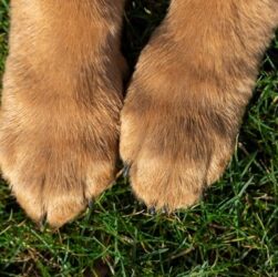 Новини України - Прив’язав собаку та тягнув за авто: власнику загрожує до восьми років