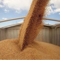 Новини світу - Швеція закупить резервні запаси зерна на випадок війни