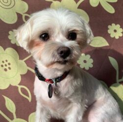 Новини Києва - У Києві судитимуть чоловіка, який вбив собаку