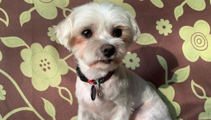 Новини Києва - У Києві судитимуть чоловіка, який вбив собаку