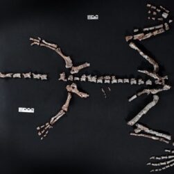 Технології - В Аргентині знайшли один із найдавніших у світі скелетів динозавра