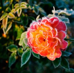 Новини України - В Україні оголосили жовтий рівень небезпеки через заморозки