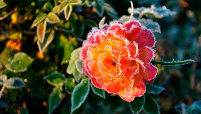 Новини України - В Україні оголосили жовтий рівень небезпеки через заморозки