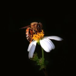 Технології - Вчені вперше внесли диких бджіл до списку зникаючих видів у ЄС
