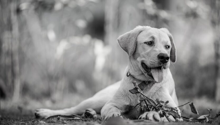 Новини України - "Їдять собак": на Хмельниччині розслідують жорстоке поводження з тваринами