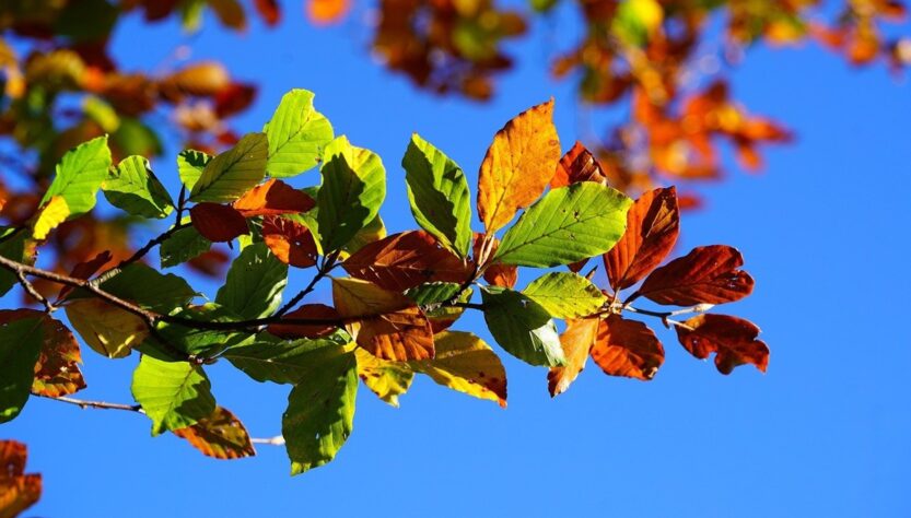 Новини культури - Гороскоп для всіх знаків зодіаку на вихідні 15-16 листопада 2025 року