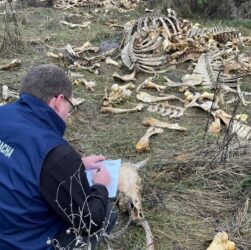 Новини України - Під Харковом виявлено масовий скид кісток великої рогатої худоби