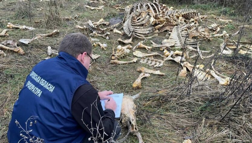 Новини України - Під Харковом виявлено масовий скид кісток великої рогатої худоби