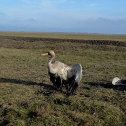 Новини України - Росіяни практично знищили Кінбурнську косу та Асканію-Нову - ВМС