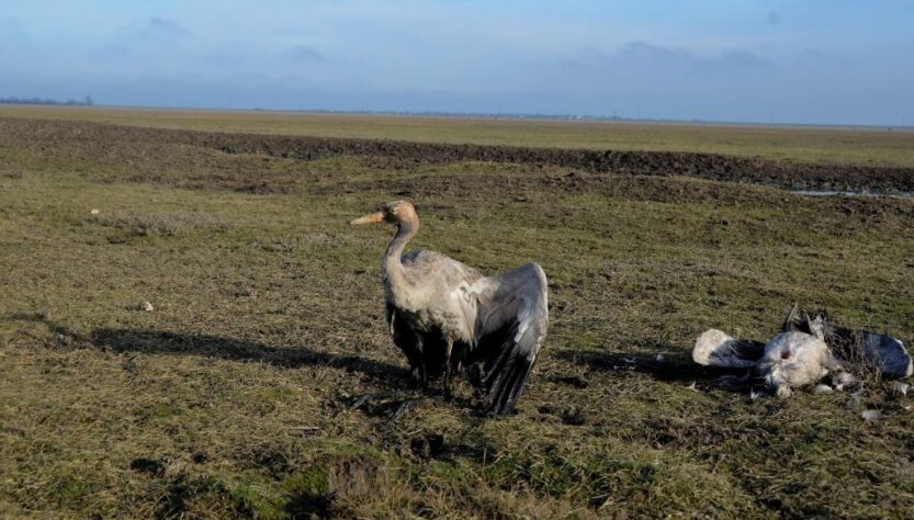 Новини України - Росіяни практично знищили Кінбурнську косу та Асканію-Нову - ВМС