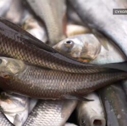 Короп, товстолоб та білий амур – на Одещині зарибили Дністровський лиман