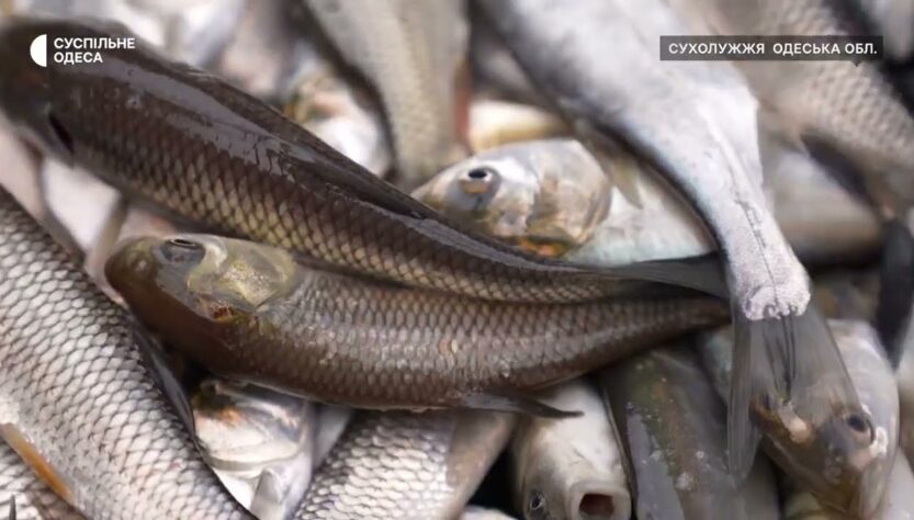 Короп, товстолоб та білий амур – на Одещині зарибили Дністровський лиман