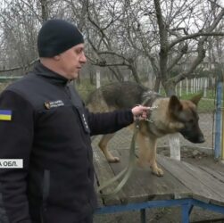 Нові чотирилапі герої: робота службових собак під час ліквідації наслідків атак