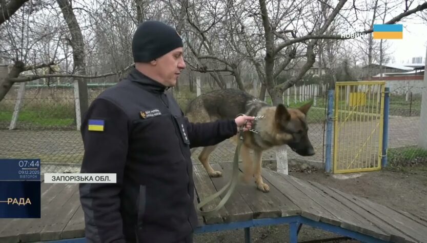 Нові чотирилапі герої: робота службових собак під час ліквідації наслідків атак