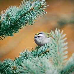 Новини культури - Гороскоп для всіх знаків зодіаку на 4 грудня 2025 року