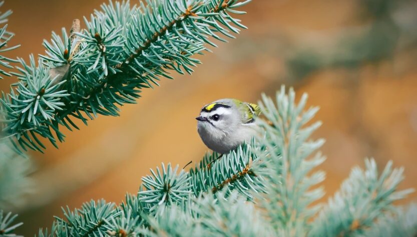Новини культури - Гороскоп для всіх знаків зодіаку на 4 грудня 2025 року