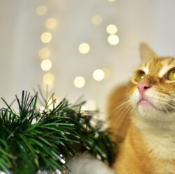 Новини культури - Гороскоп для всіх знаків зодіаку на 9 грудня 2025 року