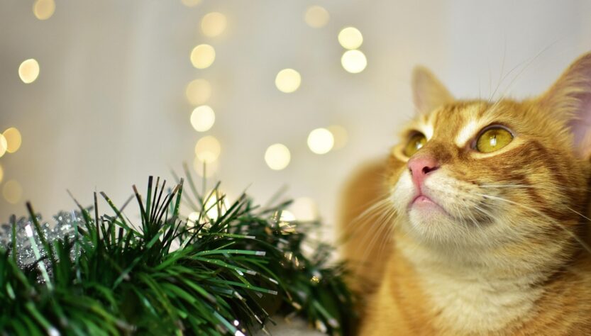 Новини культури - Гороскоп для всіх знаків зодіаку на 9 грудня 2025 року