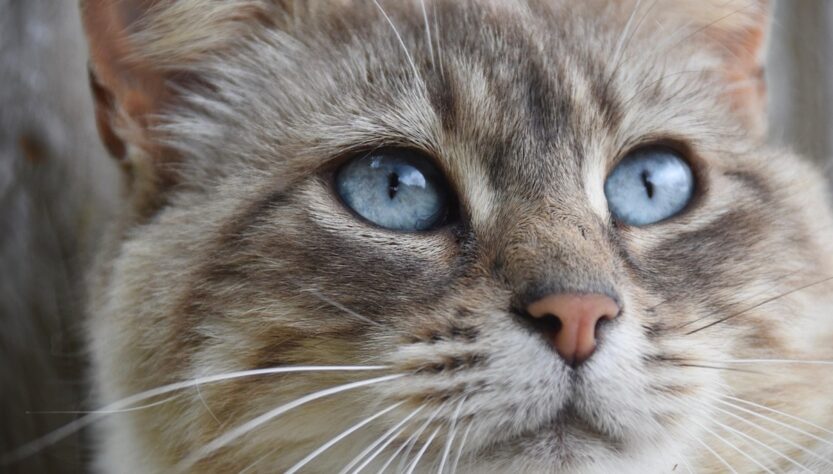 Новини культури - Гороскоп для всіх знаків зодіаку на перші вихідні грудня 2025 року