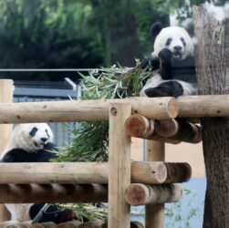 Новини світу - Китай поверне усіх панд із Японії вперше за 50 років