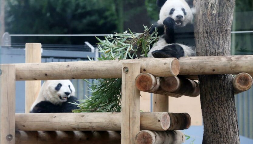Новини світу - Китай поверне усіх панд із Японії вперше за 50 років