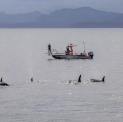 Технології - Косатки й дельфіни виявилися мисливським тандемом