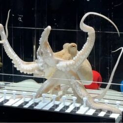 Новини світу - Музикант з Швеції навчив восьминіга грати Baby Shark