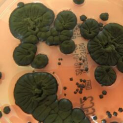 Технології - NASA розглядає чорнобильські гриби як новий захист від радіації в космосі