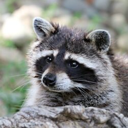 Новини світу - "П’яний єнот" із Вірджинії знову вийшов на справу та став легендою