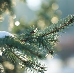 Новини України - Синоптики розповіли про погоду у новорічну ніч в Україні