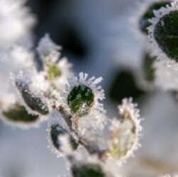 Новини України - Синоптики розповіли, якою буде погода на Різдво