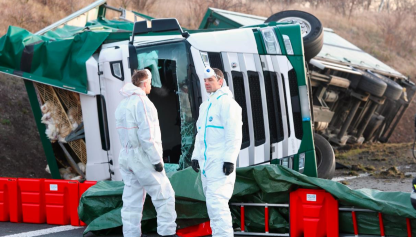 Новини світу - Тисячі курей розбіглися з місця масштабної ДТП у Німеччині