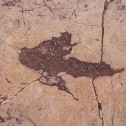 Технології - У Болівії знайшли понад 16 тисяч відбитків динозаврів