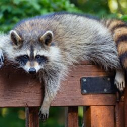 Новини культури - У США п'яний єнот влаштував погром в алкомаркеті