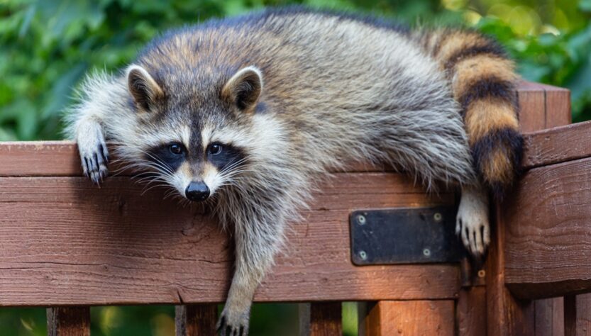 Новини культури - У США п'яний єнот влаштував погром в алкомаркеті