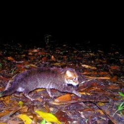 Новини світу - У Таїланді помітили кішку, яка вважалася вимерлою